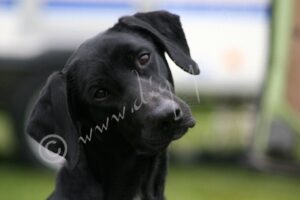 Hound-8095
