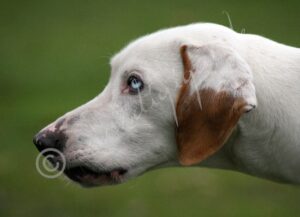 Hound2-a8184