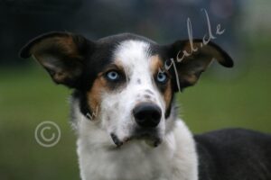 Blue Eyes
