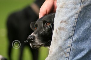 Hound5584