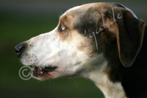 Hound6033