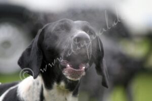 Hound8118
