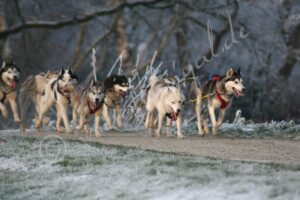 Huskies2418