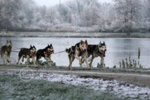 Huskies2485