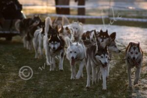 Huskies3053