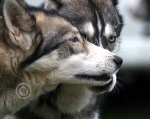 Huskies4978