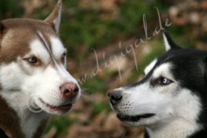 Huskies5511