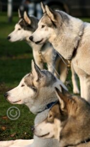 Huskies5572