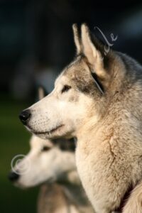 Huskies5574