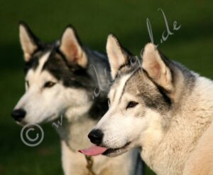 Huskies5606