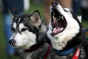 Huskies5711