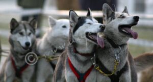 Huskies_a2665