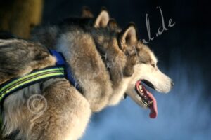 Huskies_e2875