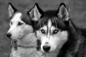Huskies_sw_5899