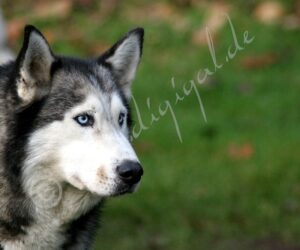 Husky-a-5650