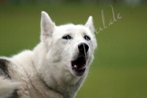 Husky0079