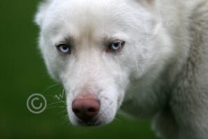 Husky0525