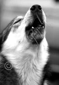 Husky0677