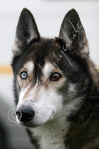 Husky0816
