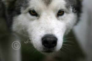 Husky1258