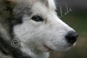 Husky1314