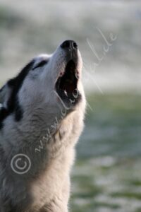 Husky2032