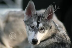 Husky2090