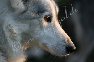 Husky2982