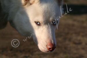 Husky2e_2783