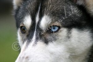 Husky4944