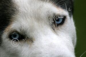 Husky5063