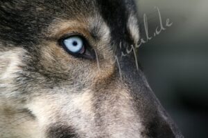Husky5423