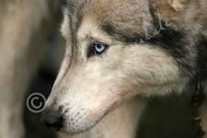 Husky5442