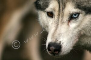 Husky5461