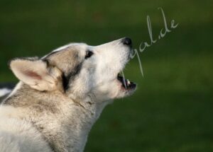 Husky5587