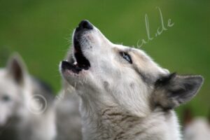 Husky5713