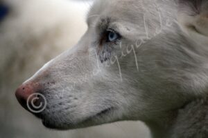 Husky5725