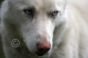 Husky5735