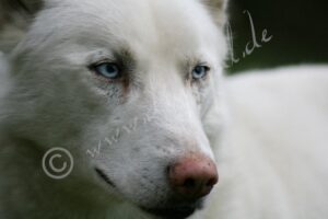 Husky5737