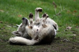 Husky5791