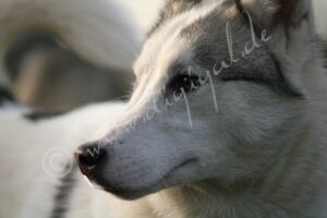 Husky5926