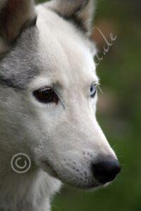 Husky6163