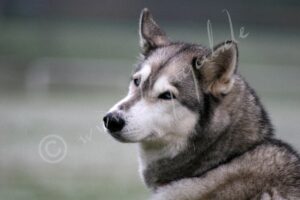 Husky7897