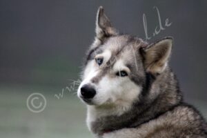 Husky7899