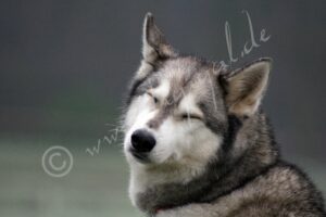 Husky7900