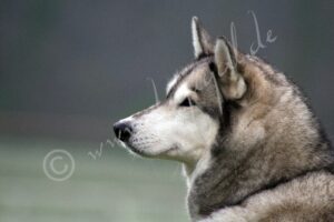 Husky7905