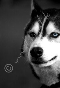 Husky_sw6060