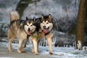 Malamute2445