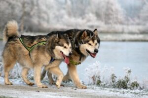 Malamute2450