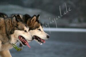 Malamute2454